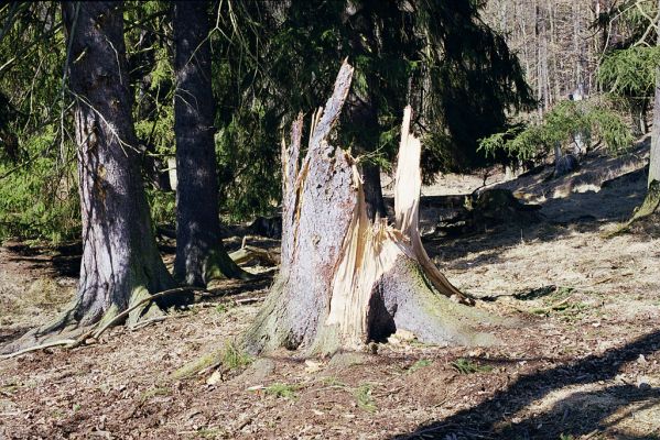 Hluboká nad Vltavou, 10.3.2003
Stará obora, okolí Zlatěšovického rybníka. 


Klíčová slova: Hluboká nad Vltavou Stará obora Zlatěšovický rybník Lacon lepidopterus