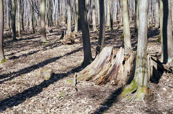 Hluboká nad Vltavou, 10.3.2003
Stará obora, vrch Malý Kameník.

Keywords: Hluboká nad Vltavou Stará obora vrch Malý Kameník Ampedus nigerrimus