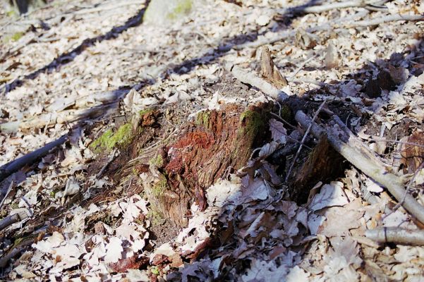 Hluboká nad Vltavou, 10.3.2003
Stará obora, vrch Malý Kameník.

Keywords: Hluboká nad Vltavou Stará obora vrch Velký Kameník Ampedus nigrinus