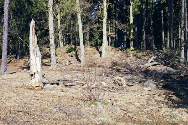 Hluboká nad Vltavou, 10.3.2003
Stará obora, vrch Velký Kameník.


Schlüsselwörter: Hluboká nad Vltavou Stará obora vrch Velký Kameník Limoniscus violaceus Ischnodes sanguinicollis Elater ferrugineus