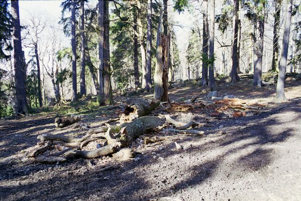 Hluboká nad Vltavou, 10.3.2003
Stará obora, vrch Velký Kameník.


Keywords: Hluboká nad Vltavou Stará obora vrch Velký Kameník Ampedus brunnicornis