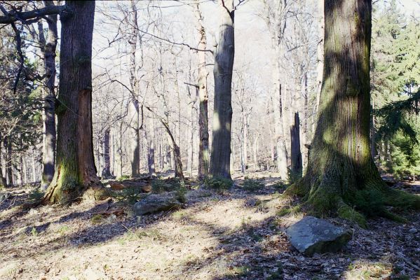 Hluboká nad Vltavou, 10.3.2003
Stará obora, vrch Velký Kameník.
Keywords: Hluboká nad Vltavou Stará obora vrch Velký Kameník