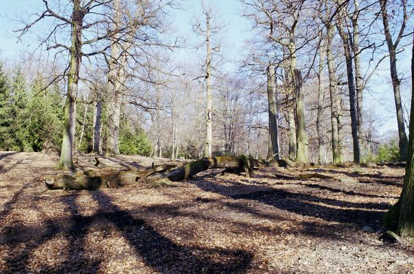 Hluboká nad Vltavou, 10.3.2003
Stará obora, vrch Velký Kameník.



Mots-clés: Hluboká nad Vltavou Stará obora vrch Velký Kameník Ampedus praeustus