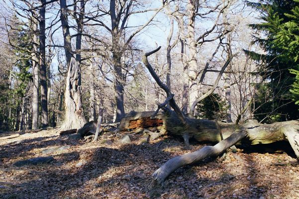 Hluboká nad Vltavou, 10.3.2003
Stará obora, vrch Velký Kameník.

Keywords: Hluboká nad Vltavou Stará obora vrch Velký Kameník Ampedus praeustus nigerrimus