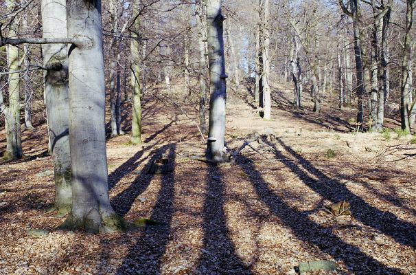 Hluboká nad Vltavou, 10.3.2003
Stará obora, vrch Velký Kameník.



Keywords: Hluboká nad Vltavou Stará obora vrch Velký Kameník