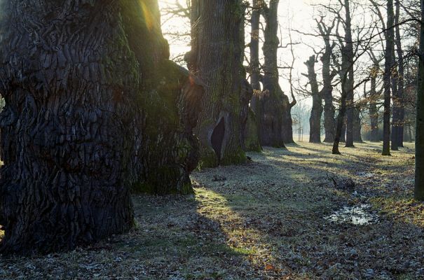 Hluboká nad Vltavou, 10.3.2003
Staré duby u zámku Obora.
Mots-clés: Hluboká nad Vltavou zámek Obora Procraerus tibialis