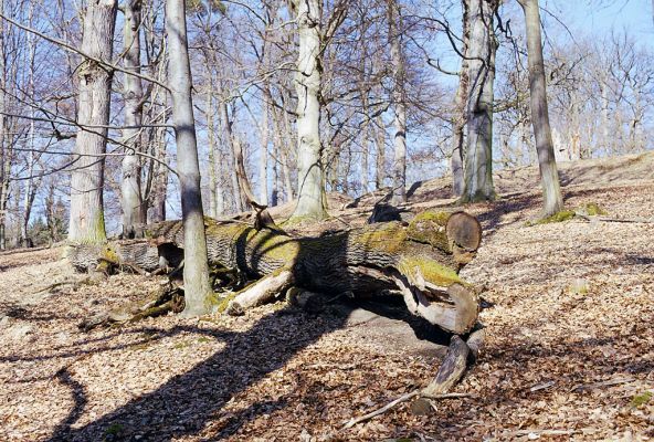 Hluboká nad Vltavou, 10.3.2003
Stará obora, vrch Baba.



Keywords: Hluboká nad Vltavou Stará obora vrch Baba Ampedus quadrisignatus Hypoganus inunctus