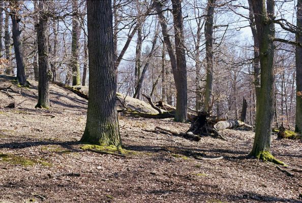 Hluboká nad Vltavou, 10.3.2003
Stará obora, vrch Baba.
Schlüsselwörter: Hluboká nad Vltavou Stará obora vrch Baba Ampedus quadrisignatus Hypoganus inunctus