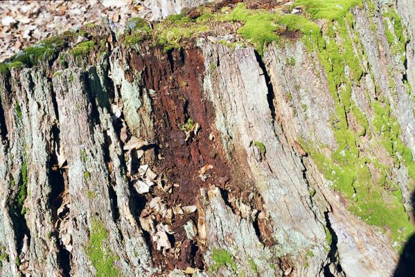 Hluboká nad Vltavou, 10.3.2003
Stará obora, vrch Baba. Pařez dubu osídlený kovaříky Hypoganus inunctus.



Schlüsselwörter: Hluboká nad Vltavou Stará obora vrch Baba Hypoganus inunctus