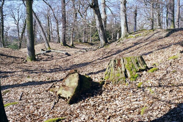 Hluboká nad Vltavou, 10.3.2003
Stará obora, vrch Baba. Pařez dubu osídlený kovaříky Hypoganus inunctus.



Mots-clés: Hluboká nad Vltavou Stará obora vrch Baba Hypoganus inunctus