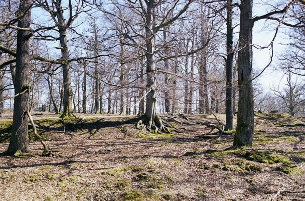 Hluboká nad Vltavou, 10.3.2003
Stará obora, hradiště Baba.



Keywords: Hluboká nad Vltavou Stará obora vrch Baba Ampedus quadrisignatus Hypoganus inunctus