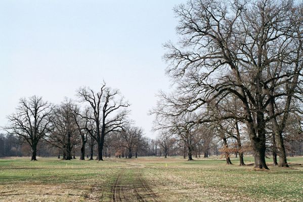 Hluboká nad Vltavou, 18.3.2004
Podskalská louka.
Schlüsselwörter: Hluboká nad Vltavou Podskalská louka