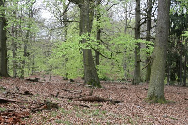 Hluboká nad Vltavou, 18.4.2009
Stará obora - vrch Velký Kameník.
Schlüsselwörter: Hluboká nad Vltavou Stará obora vrch Velký Kameník