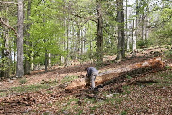 Hluboká nad Vltavou, 18.4.2009
Stará obora - vrch Velký Kameník.
Mots-clés: Hluboká nad Vltavou Stará obora vrch Velký Kameník Dušánek