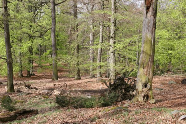 Hluboká nad Vltavou, 18.4.2009
Stará obora - vrch Velký Kameník.
Mots-clés: Hluboká nad Vltavou Stará obora vrch Velký Kameník