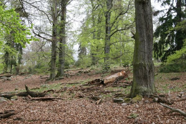 Hluboká nad Vltavou, 18.4.2009
Stará obora - vrch Velký Kameník.
Schlüsselwörter: Hluboká nad Vltavou Stará obora vrch Velký Kameník