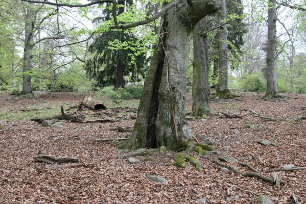 Hluboká nad Vltavou, 18.4.2009
Stará obora - vrch Velký Kameník.
Keywords: Hluboká nad Vltavou Stará obora vrch Velký Kameník Ischnodes sanguinicollis