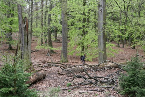 Hluboká nad Vltavou, 18.4.2009
Stará obora - vrch Velký Kameník.
Keywords: Hluboká nad Vltavou Stará obora vrch Velký Kameník Dušánek