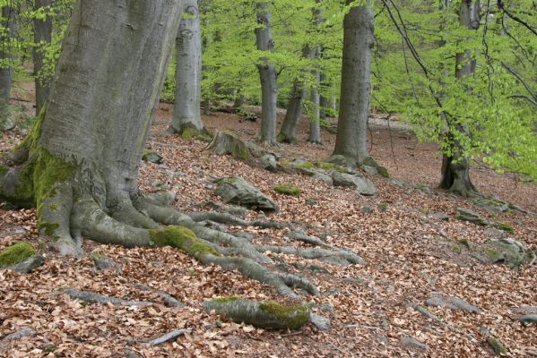 Hluboká nad Vltavou, 18.4.2009
Stará obora - vrch Velký Kameník.
Keywords: Hluboká nad Vltavou Stará obora vrch Velký Kameník Ischnodes sanguinicollis