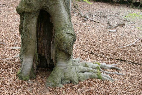 Hluboká nad Vltavou, 18.4.2009
Stará obora - vrch Velký Kameník.
Schlüsselwörter: Hluboká nad Vltavou Stará obora vrch Velký Kameník Ischnodes sanguinicollis