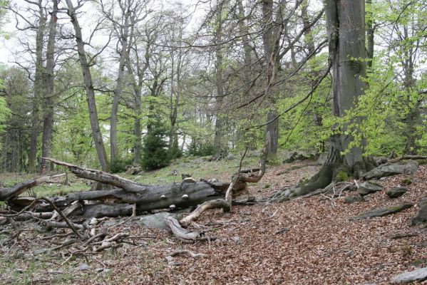 Hluboká nad Vltavou, 18.4.2009
Stará obora - vrch Velký Kameník.
Klíčová slova: Hluboká nad Vltavou Stará obora vrch Velký Kameník