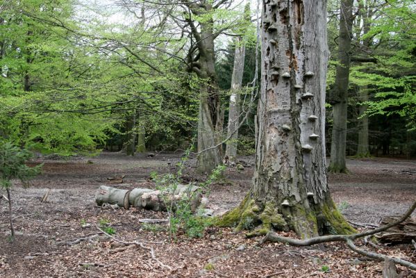 Hluboká nad Vltavou, 18.4.2009
Stará obora - vrch Velký Kameník.
Schlüsselwörter: Hluboká nad Vltavou Stará obora vrch Velký Kameník