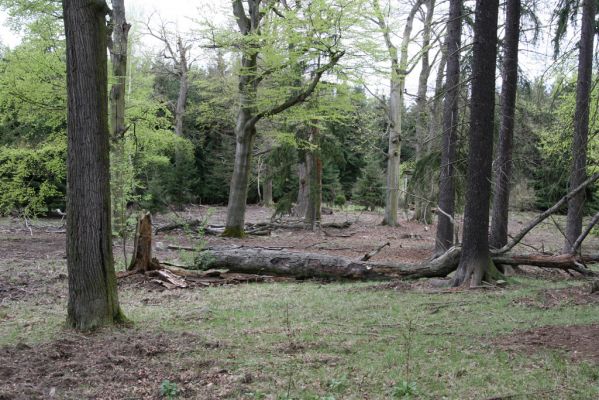 Hluboká nad Vltavou, 18.4.2009
Stará obora - vrch Velký Kameník.
Mots-clés: Hluboká nad Vltavou Stará obora vrch Velký Kameník Ischnodes sanguinicollis