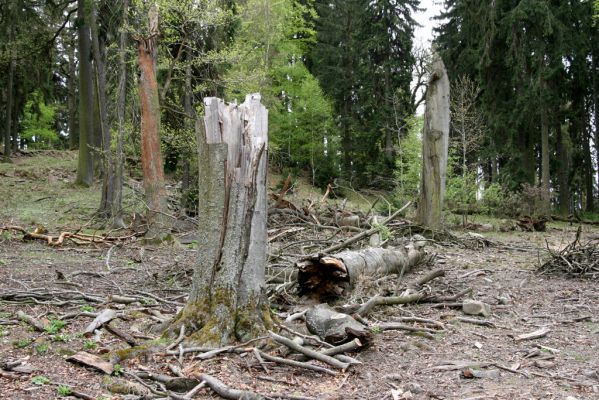 Hluboká nad Vltavou, 18.4.2009
Stará obora - vrch Velký Kameník.
Keywords: Hluboká nad Vltavou Stará obora vrch Velký Kameník Ischnodes sanguinicollis