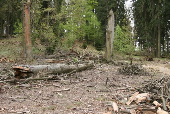 Hluboká nad Vltavou, 18.4.2009
Stará obora - vrch Velký Kameník.
Schlüsselwörter: Hluboká nad Vltavou Stará obora vrch Velký Kameník