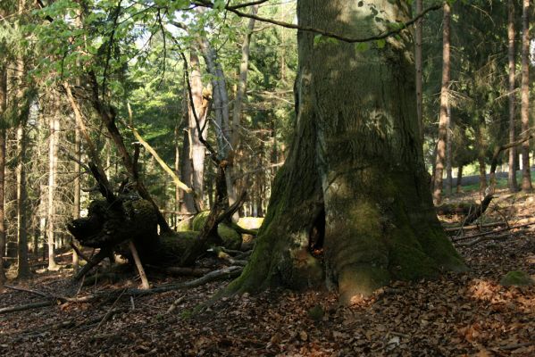 Hluboká nad Vltavou, 18.4.2009
Stará obora - hradiště Baba.
Schlüsselwörter: Hluboká nad Vltavou Stará obora hradiště Baba Ischnodes sanguinicollis Limoniscus violaceus