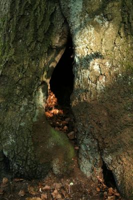 Hluboká nad Vltavou, 18.4.2009
Stará obora - hradiště Baba. 
Klíčová slova: Hluboká nad Vltavou Stará obora hradiště Baba Ischnodes sanguinicollis Limoniscus violaceus