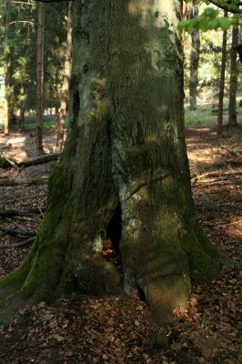 Hluboká nad Vltavou, 18.4.2009
Stará obora - hradiště Baba.
Klíčová slova: Hluboká nad Vltavou Stará obora hradiště Baba Ischnodes sanguinicollis Limoniscus violaceus
