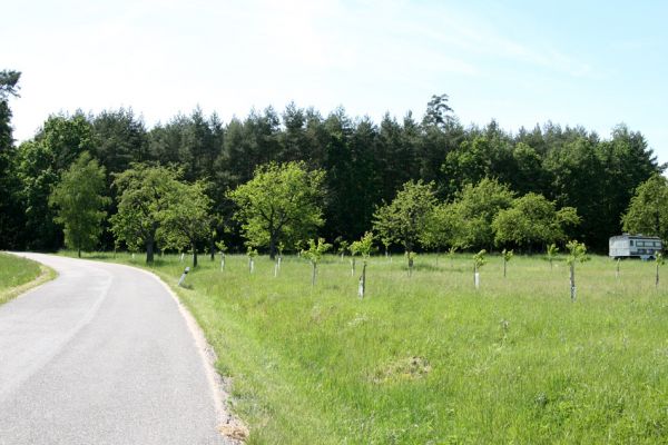 Hoděšovice, 17.5.2009
Udržovaná třešňovka s výsadbou nových třešní u cesty na Kolibu. 
Mots-clés: Hoděšovice Anthaxia candens