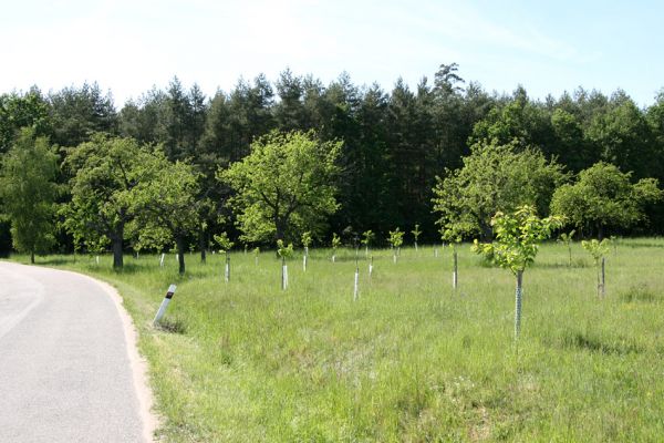 Hoděšovice, 17.5.2009
Udržovaná třešňovka s výsadbou nových třešní u cesty na Kolibu. 
Schlüsselwörter: Hoděšovice Anthaxia candens