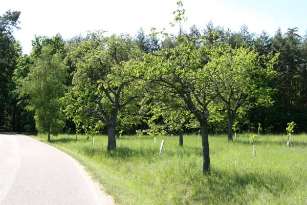 Hoděšovice, 17.5.2009
Udržovaná třešňovka s výsadbou nových třešní u cesty na Kolibu. 
Klíčová slova: Hoděšovice Anthaxia candens