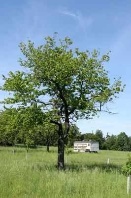 Hoděšovice, 17.5.2009
Udržovaná třešňovka u cesty na Kolibu. 
Schlüsselwörter: Hoděšovice Anthaxia candens