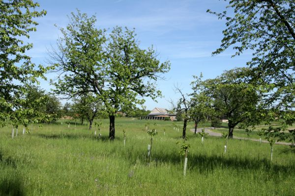 Hoděšovice, 17.5.2009
Udržovaná třešňovka s výsadbou nových třešní u cesty na Kolibu. 
Schlüsselwörter: Hoděšovice Anthaxia candens