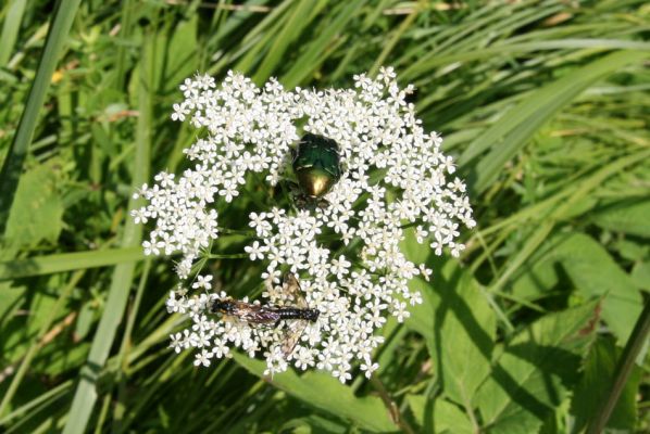 Hoděšovice - Mazurovy chalupy, 17.6.2009
Zlatohlávek Cetonia aurata na květu miříkovité rostliny.
Keywords: Hoděšovice Mazurovy chalupy Brachyleptura tesserula Cetonia aurata