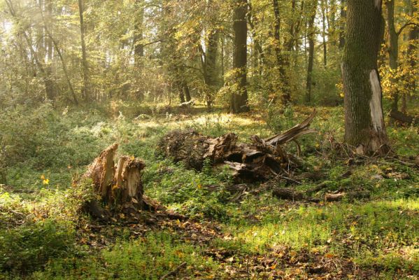 Hodonín, 17.10.2017
Mikulčický luh - Skařiny.
Keywords: Hodonín Mikulčický luh Skařiny Podeonius acuticornis