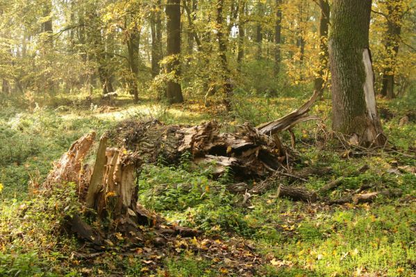 Hodonín, 17.10.2017
Mikulčický luh - Skařiny.
Schlüsselwörter: Hodonín Mikulčický luh Skařiny Podeonius acuticornis