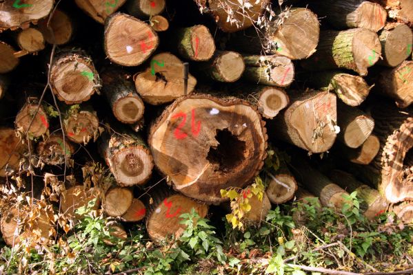 Hodonín, 17.10.2017
Mikulčický luh, Uherská - Šárova alej.
Klíčová slova: Hodonín Mikulčický luh Uherská Šárova alej Podeonius acuticornis Crepidophorus mutilatus