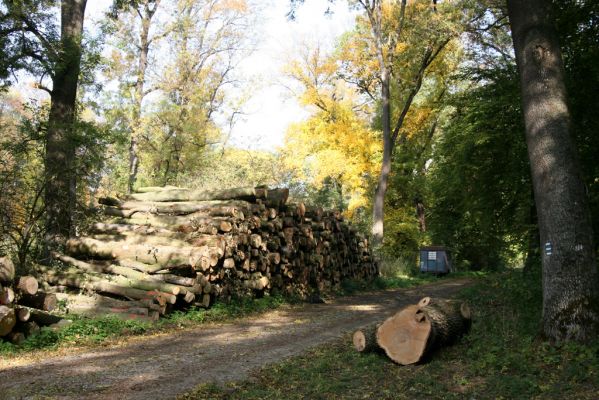 Hodonín, 17.10.2017
Mikulčický luh, Uherská - Šárova alej.
Klíčová slova: Hodonín Mikulčický luh Uherská Šárova alej Podeonius acuticornis Crepidophorus mutilatus