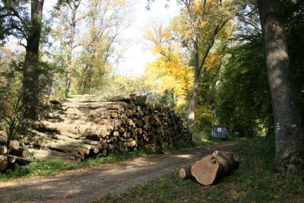 Hodonín, 17.10.2017
Mikulčický luh, Uherská - Šárova alej.
Keywords: Hodonín Mikulčický luh Uherská Šárova alej Podeonius acuticornis Crepidophorus mutilatus