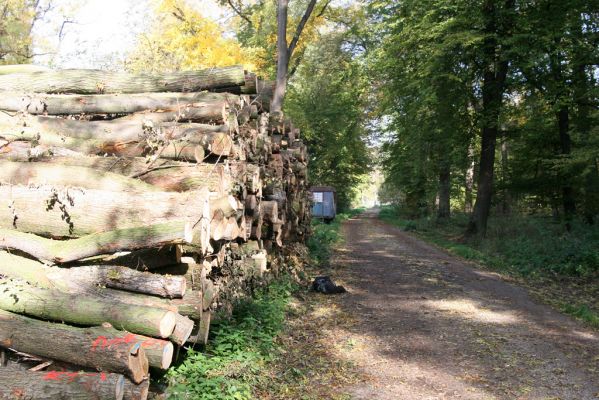 Hodonín, 17.10.2017
Mikulčický luh, Uherská - Šárova alej.
Klíčová slova: Hodonín Mikulčický luh Uherská Šárova alej Podeonius acuticornis Crepidophorus mutilatus