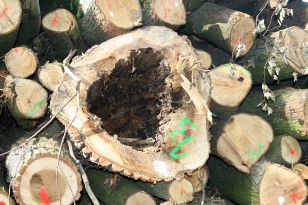 Hodonín, 17.10.2017
Mikulčický luh, Uherská - Šárova alej.
Schlüsselwörter: Hodonín Mikulčický luh Uherská Šárova alej Podeonius acuticornis Crepidophorus mutilatus