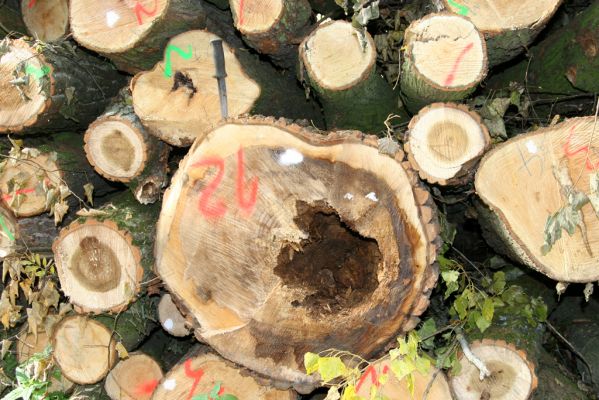 Hodonín, 17.10.2017
Mikulčický luh, Uherská - Šárova alej.
Klíčová slova: Hodonín Mikulčický luh Uherská Šárova alej Podeonius acuticornis Crepidophorus mutilatus