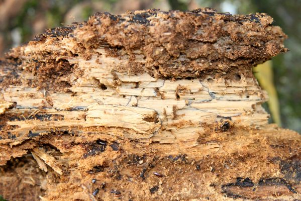 Hodonín, 17.10.2017
Mikulčický luh, Uherská - Šárova alej. Trouchnivé dřevo z dutiny jasanu - biotop kovaříka Podeonius acuticornis.
Keywords: Hodonín Mikulčický luh Uherská Šárova alej Podeonius acuticornis Crepidophorus mutilatus