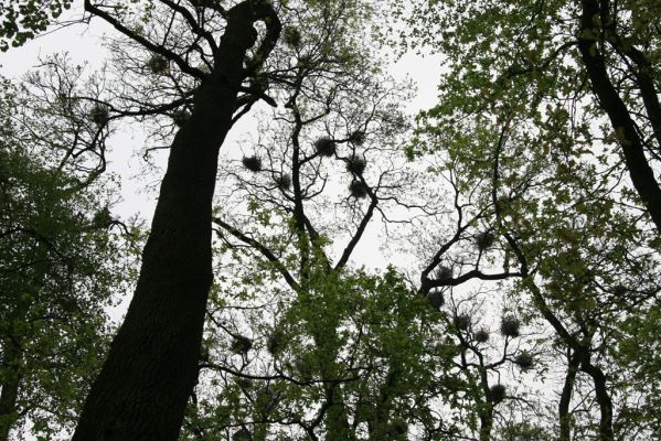 Mikulčice, 26.4.2017
Mikulčický luh - Skařiny.
Schlüsselwörter: Mikulčice Mikulčický luh rezervace Skařiny Ectamenogonus montandoni