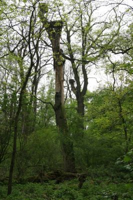 Mikulčice, 26.4.2017
Mikulčický luh - Skařiny.
Klíčová slova: Mikulčice Mikulčický luh rezervace Skařiny Ectamenogonus montandoni