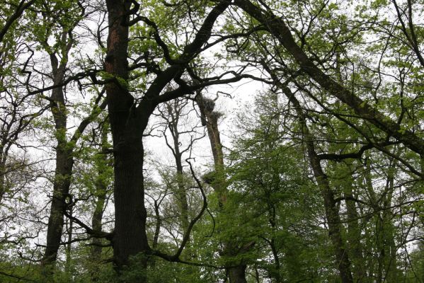 Mikulčice, 26.4.2017
Mikulčický luh - Skařiny.
Schlüsselwörter: Mikulčice Mikulčický luh rezervace Skařiny Ectamenogonus montandoni